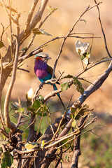 small Lilac Breasted (Coracias caudatus) perched on a tree twig in Botswana, Africa