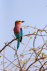small Lilac Breasted (Coracias caudatus) perched on a tree twig in Botswana, Africa