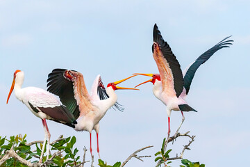 wild Mycteria ibis (yellow billed stork ) fighting with their beaks in Botswana, Africa