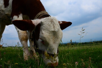 farm animals is the most friendly