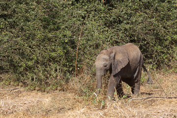 Afrikanischer Elefant / African elephant / Loxodonta africana...