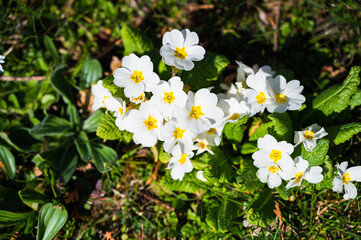 A closeup shot of blooming white primrose flowers