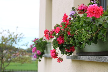 Blumenkästen mit Geranien auf Fensterbank am Haus in ländlicher Gegend