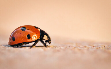 Mariquirta andando por la pared