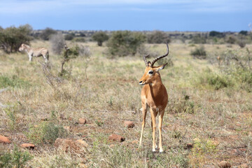 Schwarzfersenantilope / Impala / Aepyceros melampus