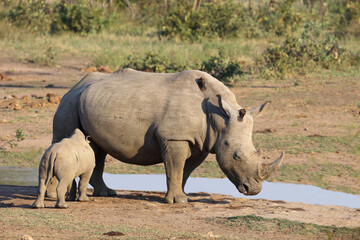 Obraz premium Breitmaulnashorn und Rotschnabel-Madenhacker / Square-lipped rhinoceros and Red-billed oxpecker / Ceratotherium Simum et Buphagus erythrorhynchus.