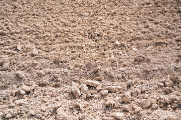 Close up of the earth bulbs in a field