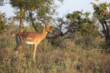 Schwarzfersenantilope / Impala / Aepyceros melampus