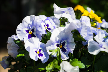 A closeup shot of blue pansies on a meadow