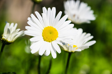 A closeup shot of blooming daisies on a meadow