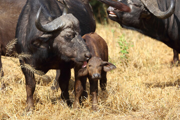Obraz premium Kaffernbüffel / African buffalo / Syncerus caffer.