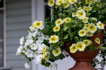 Mixed petunia flowers. Petunias in Floral Detail Background Image. flowering white and yellow petunia in pot.Potted seasonal full bloom flowers on terrace, garden, in the street cafe - obrazy, fototapety, plakaty