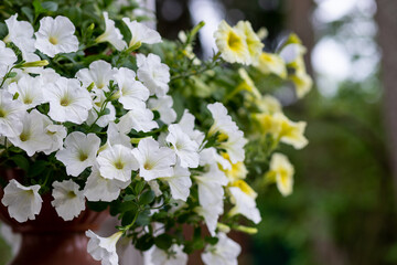 Mixed petunia flowers. Petunias in Floral Detail Background Image. flowering white and yellow petunia in pot.Potted seasonal full bloom flowers on terrace, garden, in the street cafe