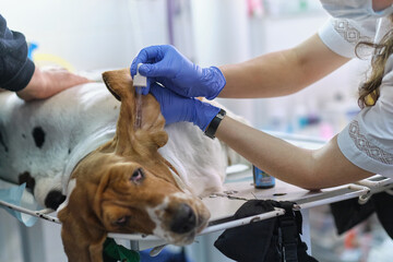 professional veterinarian hands cleaning the dog ear. reception at the veterinary clinic