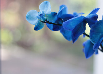 Fototapeta na wymiar flowers of a blue orchid in front of a window with bokeh