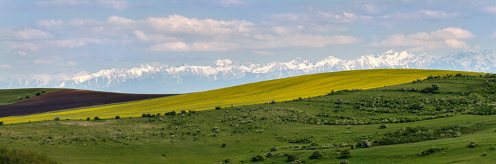 Fototapeta na wymiar Rapeseed field panorama with carpathian mountains as background
