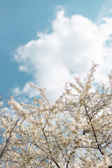 Beautiful floral spring abstract nature background with blooming cherry tree branches on a blue background, copy space.