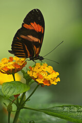 Schmetterling auf gelber Blüte