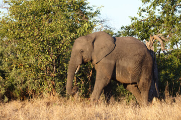 Obraz premium Afrikanischer Elefant / African elephant / Loxodonta africana