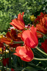 Tulip Cultivar (Tulipa hybrida) in park