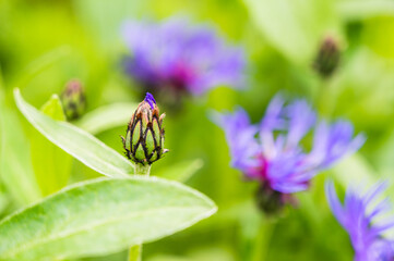 A closeup shot of knapweeds flower buds