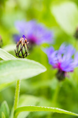 A closeup shot of knapweeds flower buds