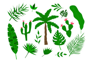 Ensemble de palmiers, feuilles, cactus et plantes tropicales.
