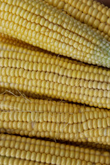 Freshly harvested corn, close up.