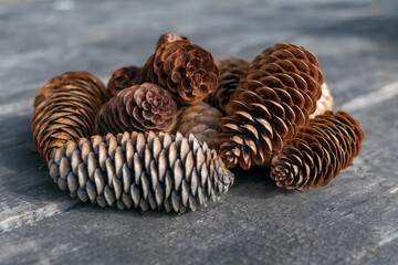 A bunch of dry fir cones on the background of old wooden boards close-up.