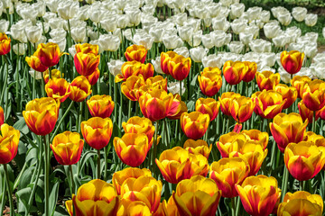 Tulip Cultivar (Tulipa hybrida) in park