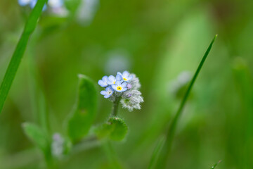Field Forget Me Not Flowers in Springtime