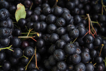 Freshly picked chokeberry berries. Fruit chokeberry. Aronia fruit. Background of chokeberry berries with a couple of green leaves.