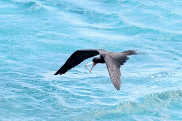 Fregate bird catching a fish