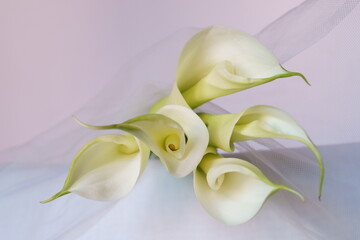 Beautiful flowers - Bud white Calla Lily; Zantedeschia Aethiopica