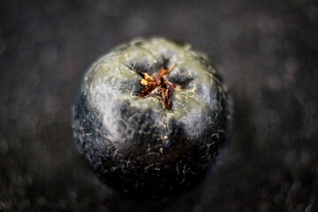 Close up of one chokeberry berry. Aronia berry on a dark background. Macro chokeberry. Aronia melanocarpa. Fruit chokeberry. Selective focus.