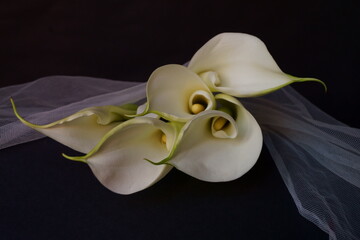 Fototapeta na wymiar Beautiful flowers - Bud white Calla Lily; Zantedeschia Aethiopica