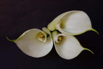 Obraz na płótnie Canvas Beautiful flowers - Bud white Calla Lily; Zantedeschia Aethiopica