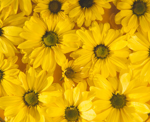beautiful yellow flowers, spring concept background
