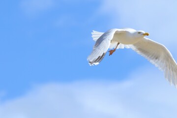 M&ouml;we im Flug