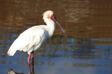 Afrikanischer L&ouml;ffler / African spoonbill / Platalea alba