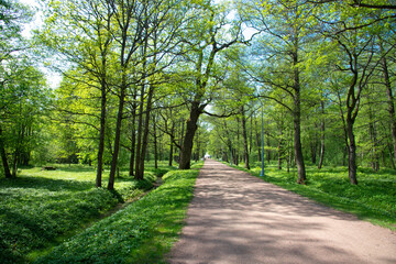 Fototapeta na wymiar Alley in a spring park with oaks and lindens. Juicy May greens of trees and flowers of anemone and buttercup on the roadside