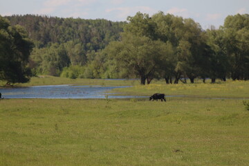 Mezinsky National Nature Park, Ukraine
