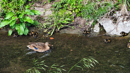 Duck and ducklings