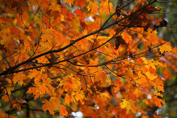 Naklejka na ściany i meble Fall colors with leaf change