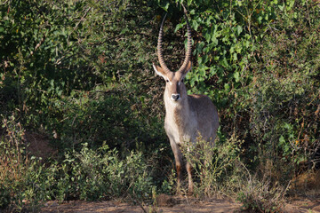 Wasserbock / Waterbuck / Kobus ellipsiprymnus