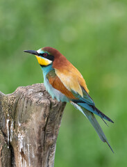 Bee eater perched on tree stump (Merops apiaster)