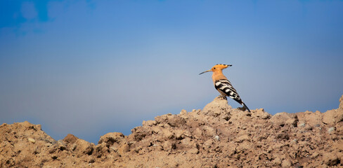 Beautiful Hoopoe captured sitting on a pile of sand. © Jiří Fejkl