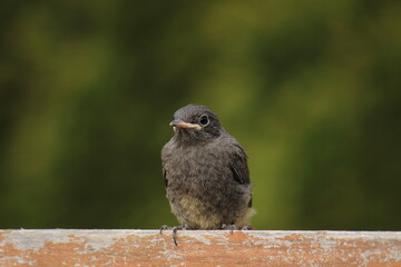 Junges Hausrotschwänzchen