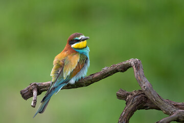 Bee eater perched on branch (Merops apiaster)