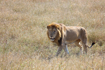 Afrikanischer Löwe / African lion / Panthera leo.